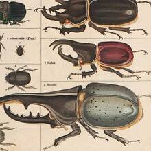 Vintage Insect Collection Poster - Great For Classroom Wall Decor - 12x8 Metal Sign - 彩色 - 查看 3