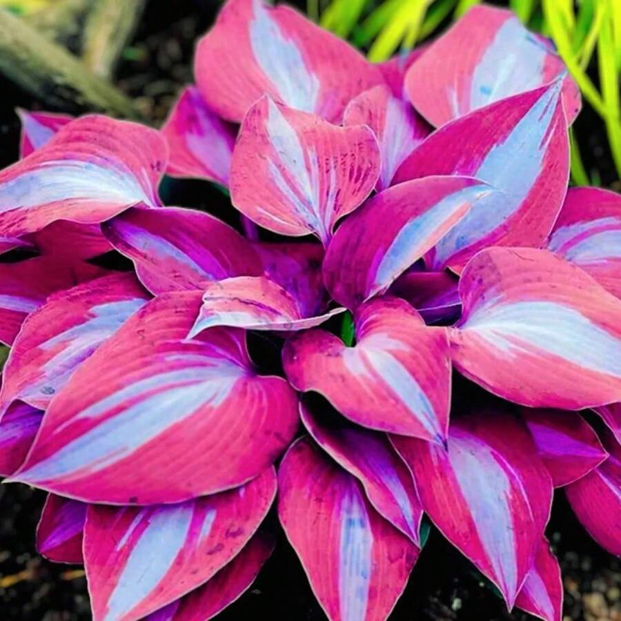 Hosta Purple Flower Heirloom Seeds: 100 + Easy-To-Grow Shade-Tolerant Garden Perennials Perfect For Summer Flowering Suitable For DIY Gardens, Home Gardens, Flower Pots And Courtyard-Ldeal Gardening Gifts Suitable For Plant Lovers As A Gift Of Nature - ZHB-100s ee ds-31 - 查看 1