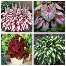 100 Rare C.Ala.Dium H.O.Sta Flower Seeds Annual Flower Plant Seeds Indoor Plant Bonsai Seeds Garden Cold-Resistant Suitable For All Seasons, Ideal For DIY Gardens, Home Gardens, Flower Pots, And Courtyards - An Ideal Gardening Gift - 100粒種子 - 查看 2