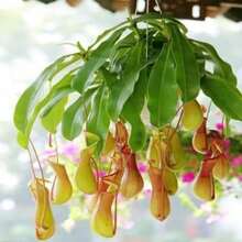 111Pcs/Bag Venus Flytrap Seeds Full Sun Carnivorous Acidic Soil Bonsai Garden Dionaea Seeds - #4 - 查看 2