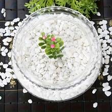 Weiße dekorative Steine, matte Kiesel, Felsen für Pflanzen im Innenbereich, natürliche weiße Flusssteine, Vasen-Füllsteine, Kies, kleine Felsen, Aquarium-Kies, Sukkulenten-Felsen (0,5-0,9 cm). Die Steine haben eine asymmetrische Form.