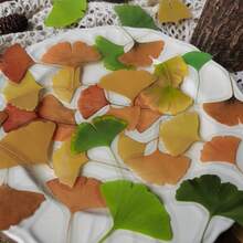 40pcs/1pc, Retro Plant Leaf Sticker Maple Leaves Decorative Sticker Hand Account DIY Decoration Scrapbooking Photo Album Craft, Junk Journal Decor Supplies, DIY Junk Journal Decoration Label Stickersers