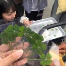 UV Resin 4-Leaf Clover Bookmark, Transparent Wishing Card, Ideal For Bookmarks And Decorations, Perfect Holiday Gift
