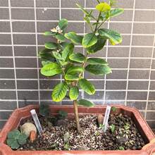 3 件/6 件塑料植物通风管 - 根部曝气管可促进根部呼吸，防止腐烂和堵塞，透明排水管可促进植物健康生长，适用于花园和室内盆栽植物 - 白色 - 查看 7