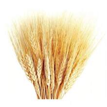 40/80/120 Dry Wheat For Party, Wedding, Christmas And General Arrangement Decorations - 黃色 - 查看 5
