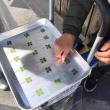 UV Resin 4-Leaf Clover Bookmark, Transparent Wishing Card, Ideal For Bookmarks And Decorations, Perfect Holiday Gift