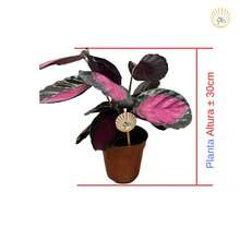 Maranta / Calathea Crimson Rosa Roseopicta (Planta natural decorativa) - Rosa chiclete - Visão 5