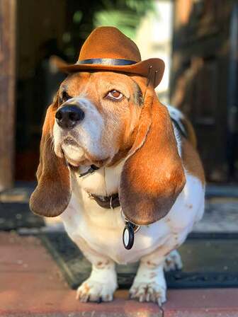 Pet Dog Cowboy Hat Headgear Cat Funny Headwear Outdoor Adjustable Cosplay Photo Dog Props Performance Accessories Caps Cat And Dog Western Cowboy Hat Pet Hat Pet Accessories Pet Supplies Cat And Dog Sun Hat Mini Hat