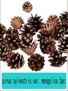 20PCS 1-3CM Mini Pinecones DIY Xmas Tree Pendant Decor Christmas Pine Cones Ornaments For Festival Party New Year Accessories(Random Style)30PCS 10pcs Set Of 4-6cm Mini Pine Cones For DIY Natural Decorations Party Hanging Crafts Christmas Tree Decorations Party Decorations Pendants A Variety Of Styles To Choose From