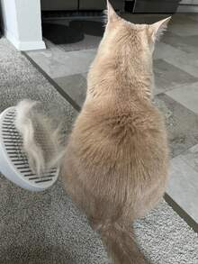 Peine para pulgas para gatos y perros, cepillo para eliminar el pelo suelto de las mascotas, con dientes largos y cortos de acero inoxidable para desenredar