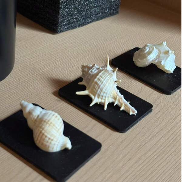 1 Set di Calamite per Frigorifero a Forma di Conchiglia, Calamite in Acrilico, Calamite per Frigorifero a Forma di Conchiglia Carine, Decorazione Domestica Unica e Souvenir da Viaggio, a Tema Marino - Perfette per la Decorazione di Casa e Ufficio, Decorazione Magnetica da Cucina per Lavagna, Lavastoviglie, Frigorifero e Dispensa, Regalo Ideale per Ognissanti, Natale