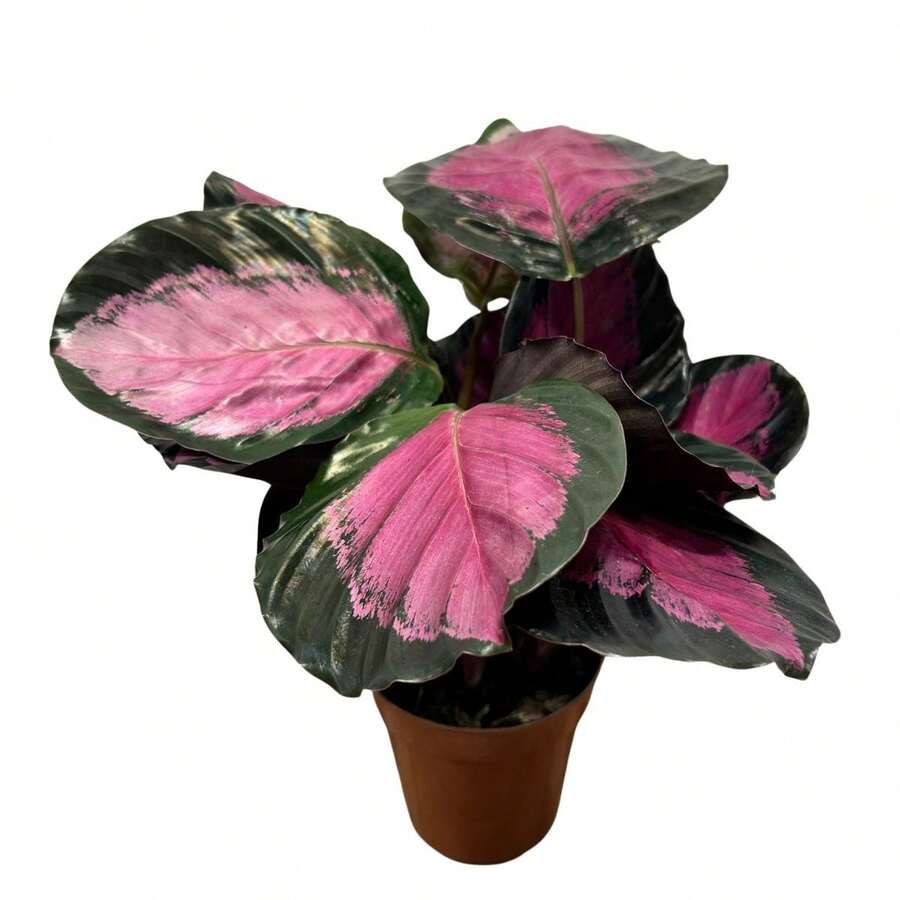 Maranta / Calathea Crimson Rosa Roseopicta (Planta natural decorativa) - Rosa chiclete - Visão 1