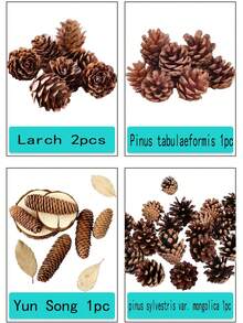 20PCS 1-3CM Mini Pinecones DIY Xmas Tree Pendant Decor Christmas Pine Cones Ornaments For Festival Party New Year Accessories(Random Style)30PCS 10pcs Set Of 4-6cm Mini Pine Cones For DIY Natural Decorations Party Hanging Crafts Christmas Tree Decorations Party Decorations Pendants A Variety Of Styles To Choose From