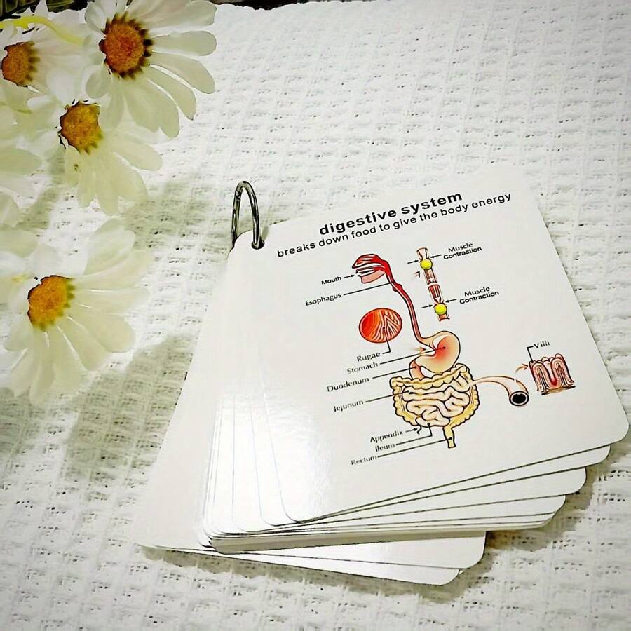 Thẻ ghi nhớ Hệ thống cơ thể người - Thẻ ghi nhớ Hệ thống giải phẫu - Quà tặng cho sinh viên y khoa - Ghi chú cho sinh viên điều dưỡng - Hệ xương - Hệ cơ - Hệ tiêu hóa - Hệ miễn dịch - Hệ thần kinh - Hệ sinh sản - Hệ hô hấp - Hệ tuần hoàn - Nhiều màu - Xem 1