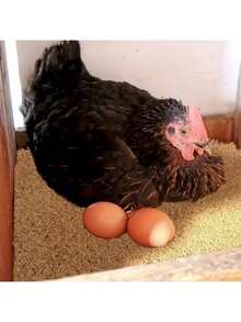 Wiederverwendbare Kokosblatt-Matte, feuchtigkeitsbeständige und warme Nestunterlage für Vögel und Reptilien, einfach zu pflegen