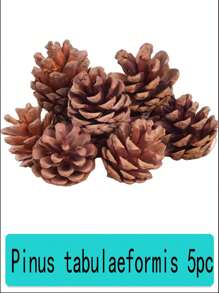 20PCS 1-3CM Mini Pinecones DIY Xmas Tree Pendant Decor Christmas Pine Cones Ornaments For Festival Party New Year Accessories(Random Style)30PCS 10pcs Set Of 4-6cm Mini Pine Cones For DIY Natural Decorations Party Hanging Crafts Christmas Tree Decorations Party Decorations Pendants A Variety Of Styles To Choose From