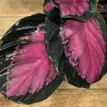 Maranta / Calathea Crimson Rosa Roseopicta (Planta natural decorativa) - Rosa chiclete - Visão 3