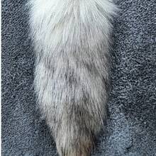 1 pezzo Nuovo ciondolo a forma di coda di lupo/volpe finta 2025, portachiavi in peluche, decorazione a pupazzo cartoni animati per zaino, borsa, chiavi dell'auto, regalo perfetto per compleanno, Ognissanti, Natale - Ragazzi e Ragazze - Multicolore - Visualizzare 13