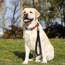 Dây xích chó bằng nylon phản quang chịu lực có tay cầm đệm - Thiết kế sọc ngắn để huấn luyện và kiểm soát - Lý tưởng cho giống chó lớn và vừa - màu đen - Xem 6