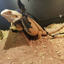 1pc Lizard Leash, Leather Wing Chest Harness For Chameleon, Squirrel, Small Pet Outdoor Use - Multicolor - View 6