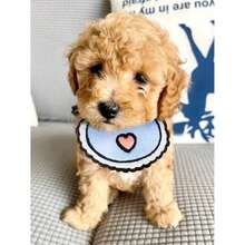 Adjustable Pet Bib, Cute Drool Bib, Suitable For Cats & Dogs, Dog/Puppy Bandana, Pet Supplies - Multicolor - View 7