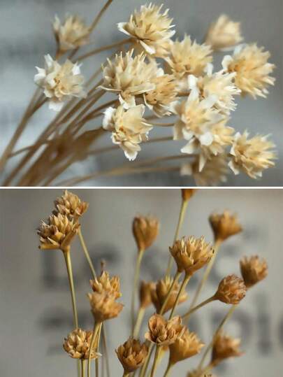 30/60/100/200 件天然巴西星花和洋甘菊干花 - 100% 植物材料，0.3-0.5 英寸迷你花朵，15 英寸长，婚礼花卉，家居装饰，情人节礼物（粉色）