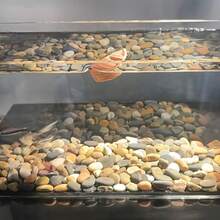 5pcs Realistic Floating Small Boat Decorations For Aquariums, Suitable For Adding A Natural Look Or Scenic Design To Your Fish Tank - Multicolor - View 7