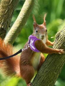 1 Set Adjustable Harness And Leash With Bow Tie - Suitable For Rabbits, Ferrets, Lizards, Guinea Pigs, Hamsters And Other Small Animals