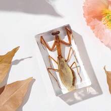 1 szt. (7,3 cm) przezroczysta żywica owad nosorożec chrząszcz pająk skorpion stonoga, ośmiokątny pająk potwór kreatywne ozdoby na biurko, model gigantycznego chrząszcza stonogi z lasu pierwotnego, magiczna natura prawdziwa rzadka odmiana owadów, wysoka przezroczystość, trwała konserwacja, przezroczysta żywica naturalny owad kreatywne małe ozdoby, prezent, dla miłośników owadów