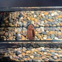 5pcs Realistic Floating Small Boat Decorations For Aquariums, Suitable For Adding A Natural Look Or Scenic Design To Your Fish Tank - Multicolor - View 6