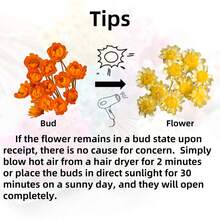 30/60/100/200/400 枝天然干花，巴西小星形雏菊装饰干花，迷你雏菊洋甘菊花束，适用于婚礼插花、家居装饰、情人节礼物 - 淺粉色 - 查看 7
