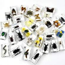 1 szt. (7,3 cm) przezroczysta żywica owad nosorożec chrząszcz pająk skorpion stonoga, ośmiokątny pająk potwór kreatywne ozdoby na biurko, model gigantycznego chrząszcza stonogi z lasu pierwotnego, magiczna natura prawdziwa rzadka odmiana owadów, wysoka przezroczystość, trwała konserwacja, przezroczysta żywica naturalny owad kreatywne małe ozdoby, prezent, dla miłośników owadów