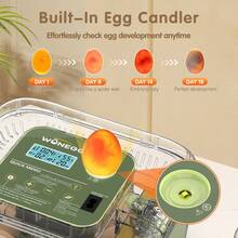 12 Eggs Incubator For Hatching Eggs, Temp And Humidity Control, 360°View Auto Water Adding, Egg Candler Egg Turning Countdown Hatching Days Display Incubators For Hatching Chickens Ducks Quails Eggs - Green - View 6