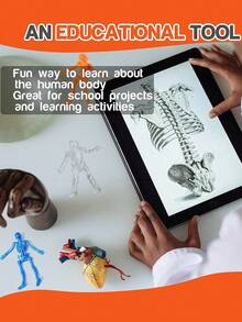 2/12/24/48 Stücke zufällige Farbe Halloween Dehnbare Skelett Spielzeuge - Sortierte Farbe Dehnbare Schädel Quetsch Spielzeuge für Party Geschenke - Fröhliche Halloween Geschenktüten Füllungen - Halloween Klebrige Spielzeuge - Halloween Kleine Geschenke für Trick or Treat