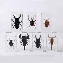 1 szt. (7,3 cm) przezroczysta żywica owad nosorożec chrząszcz pająk skorpion stonoga, ośmiokątny pająk potwór kreatywne ozdoby na biurko, model gigantycznego chrząszcza stonogi z lasu pierwotnego, magiczna natura prawdziwa rzadka odmiana owadów, wysoka przezroczystość, trwała konserwacja, przezroczysta żywica naturalny owad kreatywne małe ozdoby, prezent, dla miłośników owadów