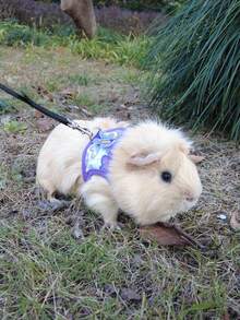 1 Set Adjustable Harness And Leash With Bow Tie - Suitable For Rabbits, Ferrets, Lizards, Guinea Pigs, Hamsters And Other Small Animals