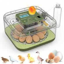 12 Eggs Incubator For Hatching Eggs, Temp And Humidity Control, 360°View Auto Water Adding, Egg Candler Egg Turning Countdown Hatching Days Display Incubators For Hatching Chickens Ducks Quails Eggs - Green - View 2