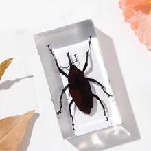 1 szt. (7,3 cm) przezroczysta żywica owad nosorożec chrząszcz pająk skorpion stonoga, ośmiokątny pająk potwór kreatywne ozdoby na biurko, model gigantycznego chrząszcza stonogi z lasu pierwotnego, magiczna natura prawdziwa rzadka odmiana owadów, wysoka przezroczystość, trwała konserwacja, przezroczysta żywica naturalny owad kreatywne małe ozdoby, prezent, dla miłośników owadów