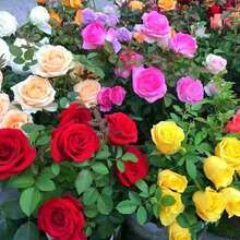 Rosa de Colores Mixtas - 100 semillas: Flores fragrantes y variadas, perfectas para jardines ornamentales, requieren sol - Multicolor - Ver 2