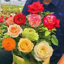 Rosa de Colores Mixtas - 100 semillas: Flores fragrantes y variadas, perfectas para jardines ornamentales, requieren sol - Multicolor - Ver 3