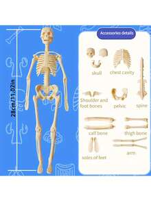 一套儿童模拟人体器官模型认知解剖玩具，早教益智玩具，儿童科学实验套装，带可拆卸器官的医学教学骨骼模型，骨骼医学解剖STEM玩具，中小学生人体内部器官医学组装玩具，教育玩具 - 彩色 - 查看 10