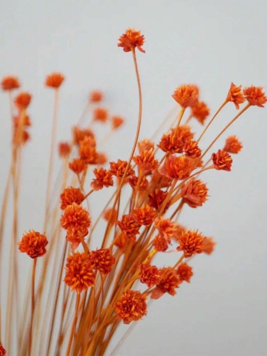 15/30/60 piezas de pequeñas flores silvestres secas, margaritas de colina secas, materiales para arreglos florales secos, materiales para ramos de boda DIY, decoración del hogar y la boda