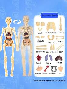 一套儿童模拟人体器官模型认知解剖玩具，早教益智玩具，儿童科学实验套装，带可拆卸器官的医学教学骨骼模型，骨骼医学解剖STEM玩具，中小学生人体内部器官医学组装玩具，教育玩具 - 彩色 - 查看 8