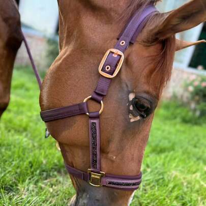 TGW RIDING 2025 Classic Sports Horse Halter, Memory Fabric Wrapped Strap, Smooth Non-Abrasive, 3-Strap Design With Shiny Rhinestones, Shines Brightly In Sunlight And Lighting, Available In Small/Medium/Large Sizes, 1 Piece