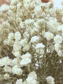 20/50/100/150/300 件迷你满天星及其他干花 - 用于树脂模具艺术和工艺品，象牙白色花束，用于发饰、婚礼花环、餐桌装饰、家居装饰 - 白綠色 - 查看 4