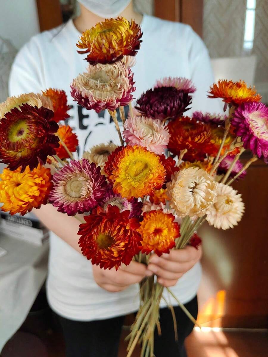 5/10/20支混合装干麦秆菊花束，带茎干麦秆菊花头，干花摆件，家居装饰，婚礼花艺装饰