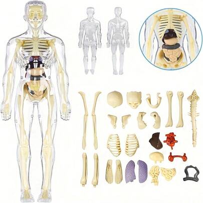 30pcs Human Anatomy Model Set - Removable Skeleton And Whole Body-3D Human Body Anatomy Model, Transparent Skeleton DIY Toy, Educational Science Kit With Removable Parts