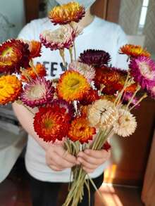 5/10/20支混合装干麦秆菊花束，带茎干麦秆菊花头，干花摆件，家居装饰，婚礼花艺装饰