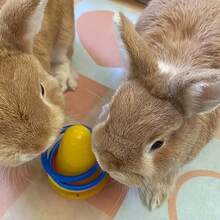Rabbit Boredom Relief Toy, Rabbit Grinding Toy, Ring Toy, Puzzle Rabbit, Guinea Gnawing And Venting Ice Cream Bucket, 5 Rings Of Random Color Are Given As Gifts