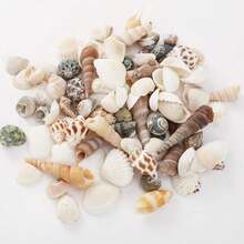 [740/1000 Piezas] Juego de artesanía de mini conchas y estrellas de mar - [Consulte las imágenes del SKU para confirmar el producto que compra] Adecuado para manualidades, joyería DIY, figuras de animales, marcos, decoración del hogar, fiesta con tema de playa, decoración de bodas, relleno de acuarios y jarrones, etc. - Multicolor - Ver 5